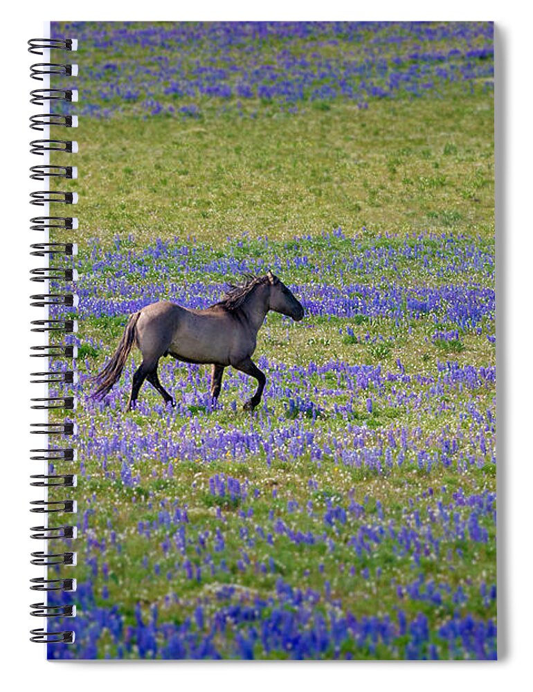 Beautiful Photos Spiral Notebook featuring the photograph Mustang in Lupine 1 by Roger Snyder