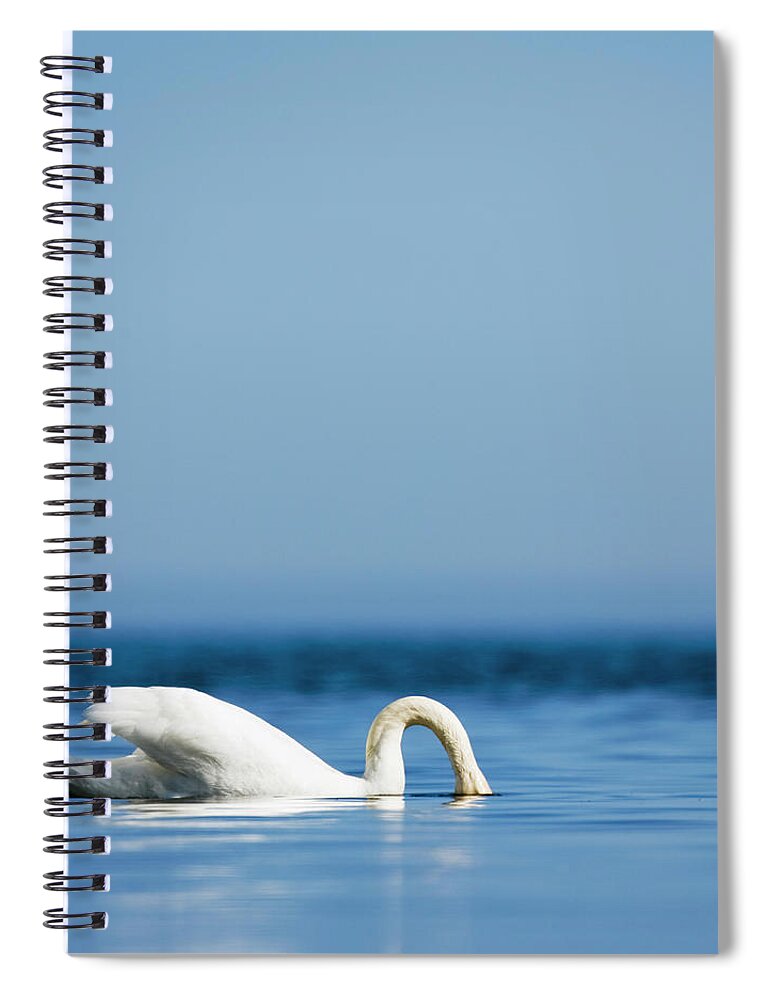 Sweden Spiral Notebook featuring the photograph Mute Swan by Roine Magnusson