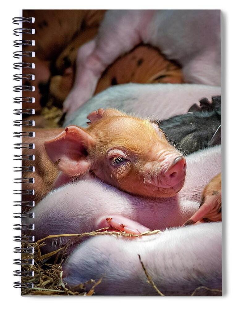 Farm Spiral Notebook featuring the photograph Nap Time by Joye Ardyn Durham