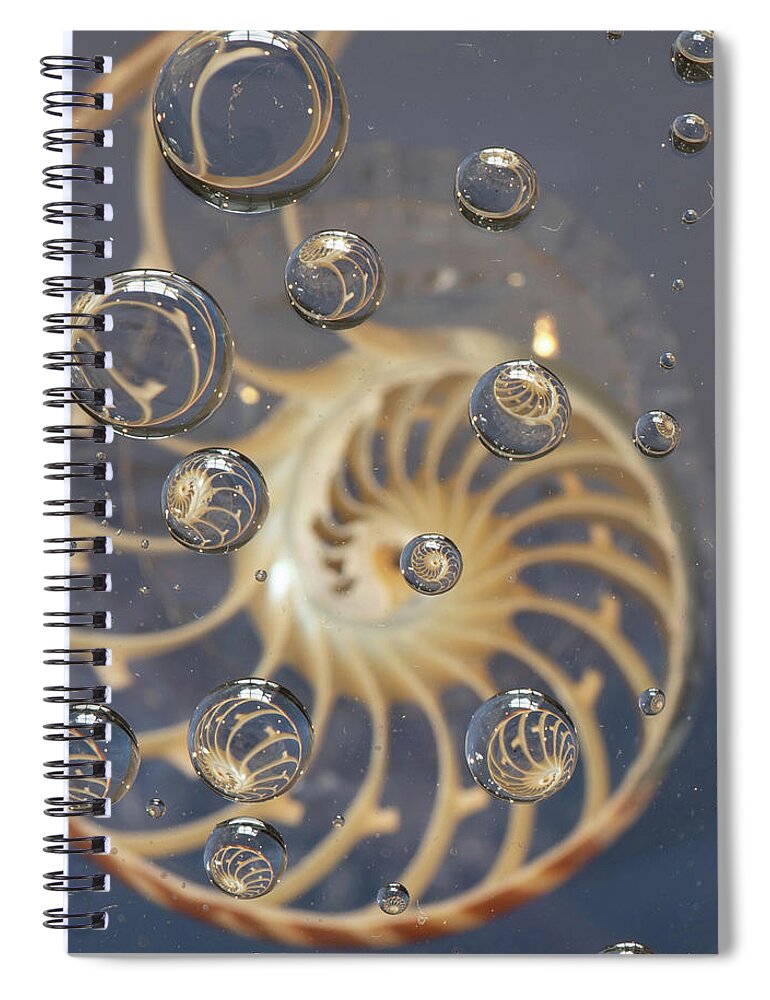 Nautilus Shell Spiral Notebook featuring the photograph Nautilus Shell by Minnie Gallman