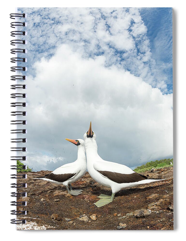 Animal Spiral Notebook featuring the photograph Nazca Booby Pair On Genovesa Island by Tui De Roy