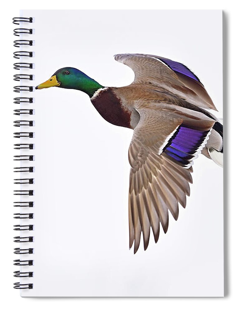 Mallard Spiral Notebook featuring the photograph Need a Lift by Tony Beck
