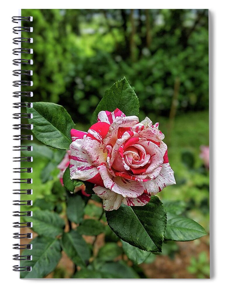 Rose Spiral Notebook featuring the photograph Neil Diamond Rose by Portia Olaughlin