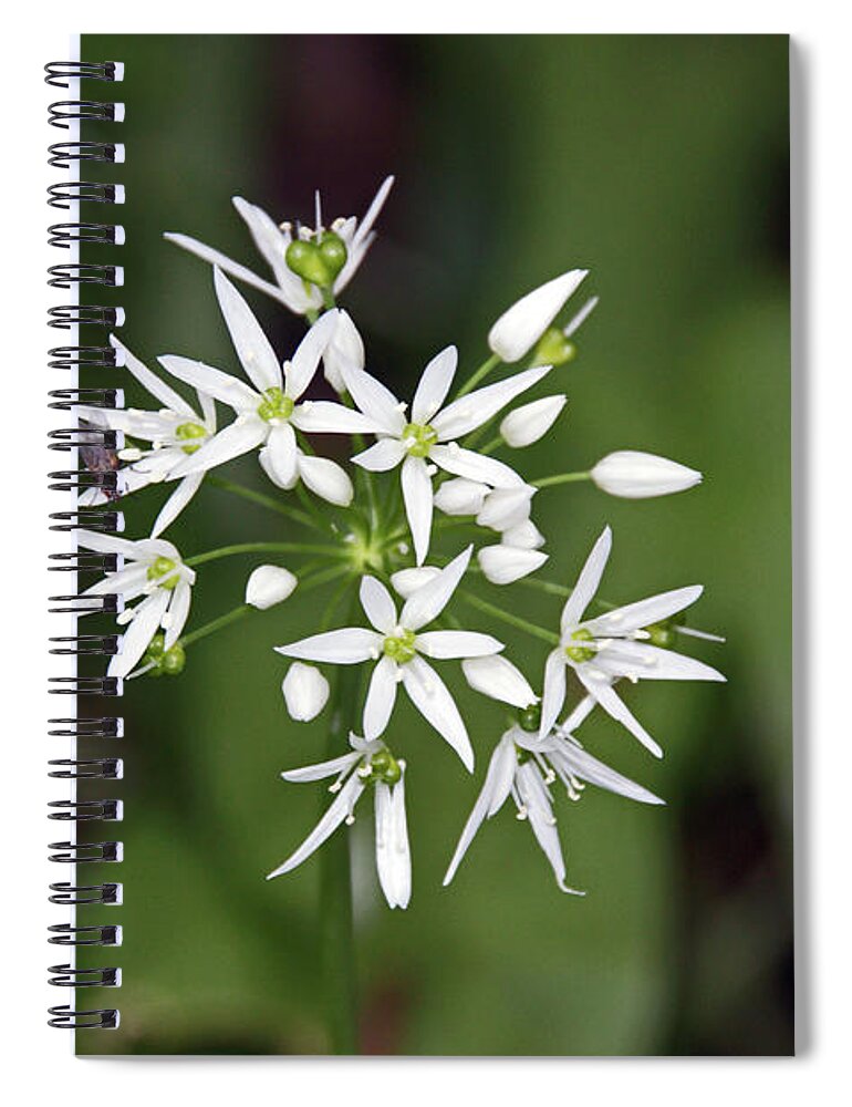 Neston Spiral Notebook featuring the photograph NESTON. Wild Garlic. by Lachlan Main