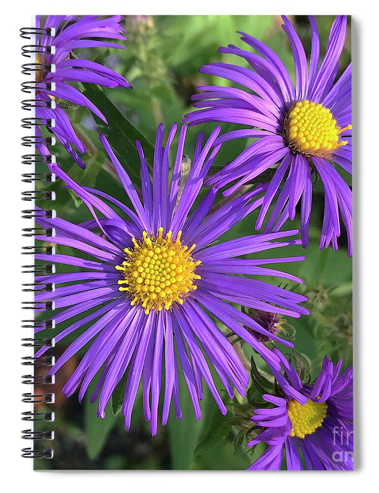 New England Aster Spiral Notebook featuring the photograph New England Aster 17 by Amy E Fraser