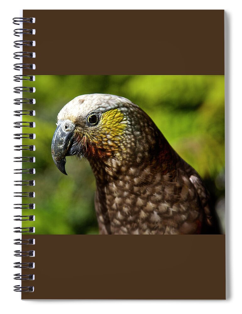 Birds Spiral Notebook featuring the photograph New Zealand Kaka Portrait by Venetia Featherstone-Witty