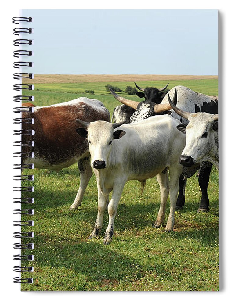 Vertebrate Spiral Notebook featuring the photograph Nguni Cattle by Rosettejordaan