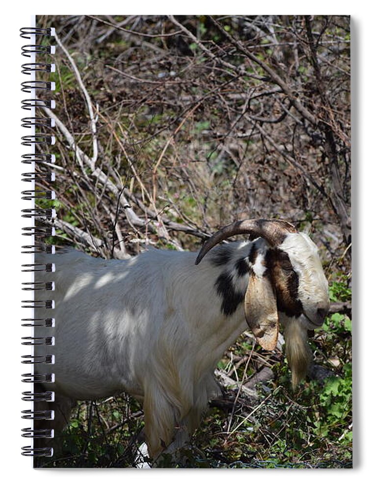 Wild Goat Spiral Notebook featuring the photograph Nice Beard by Debra Grace Addison