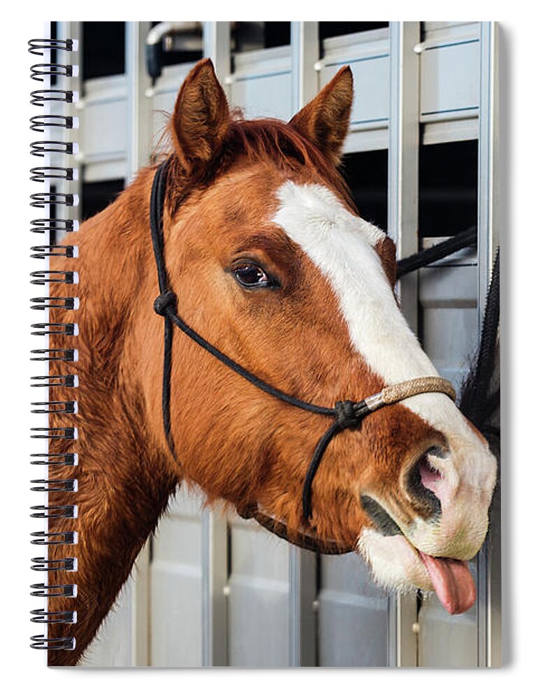 Horse Spiral Notebook featuring the photograph No Respect by Todd Klassy