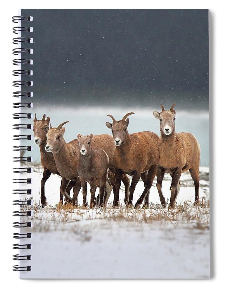 Outdoors Spiral Notebook featuring the photograph Nordegg, Alberta, Canada by Design Pics / Richard Wear