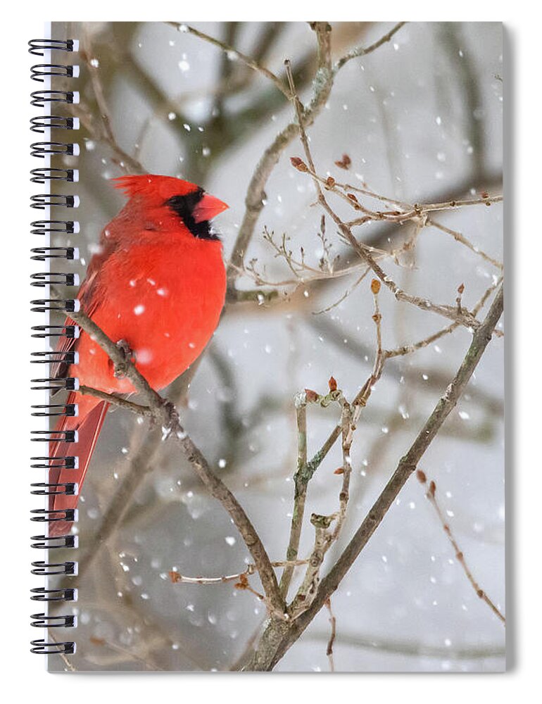 Cardinal Spiral Notebook featuring the photograph Northern Cardinal in Snow #1 by Mindy Musick King
