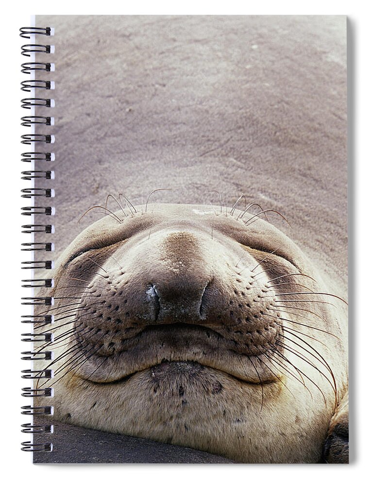 State Wildlife Reserve Spiral Notebook featuring the photograph Northern Elephant Seal Mirounga by Art Wolfe