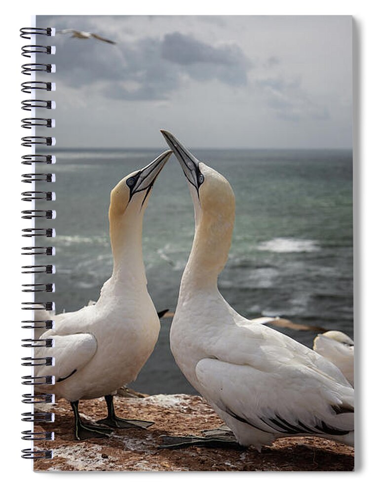 Northern Gannets Spiral Notebook featuring the photograph Northern Gannets'Greeting by Eva Lechner