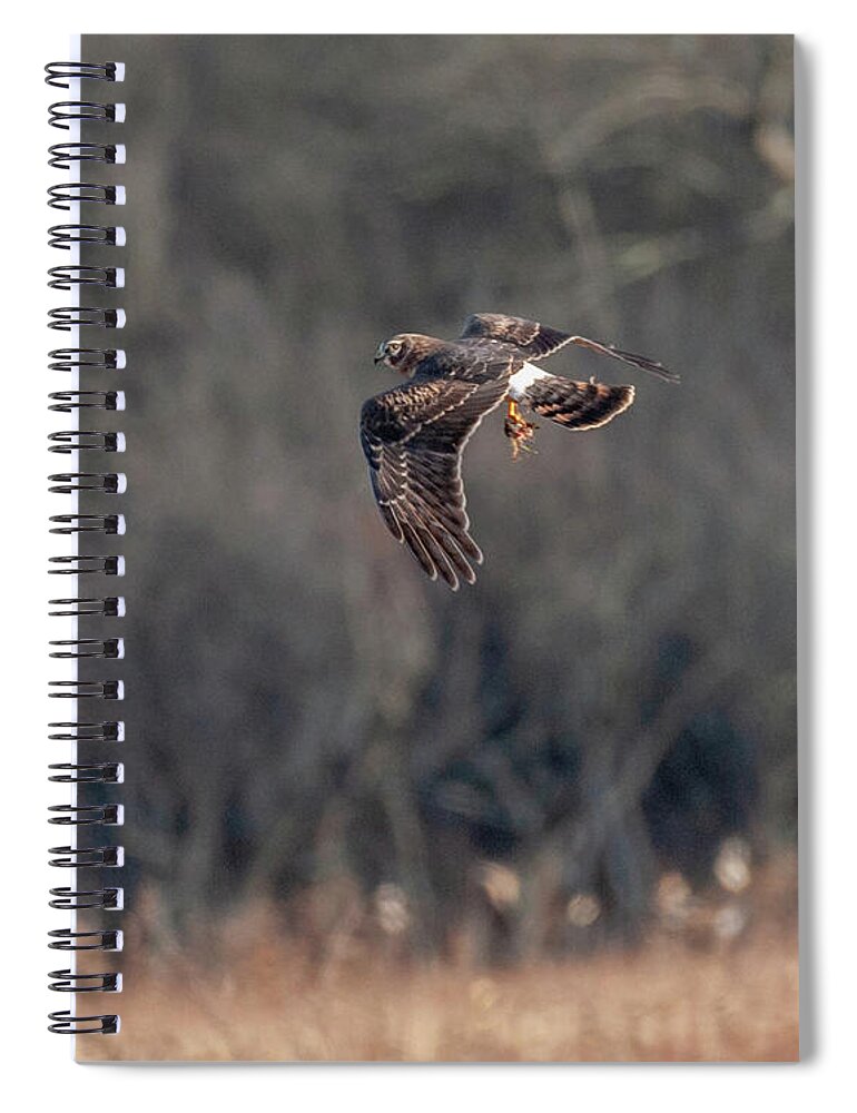 Northern Harrier Spiral Notebook featuring the photograph Northern Harrier The Catch by Lara Ellis