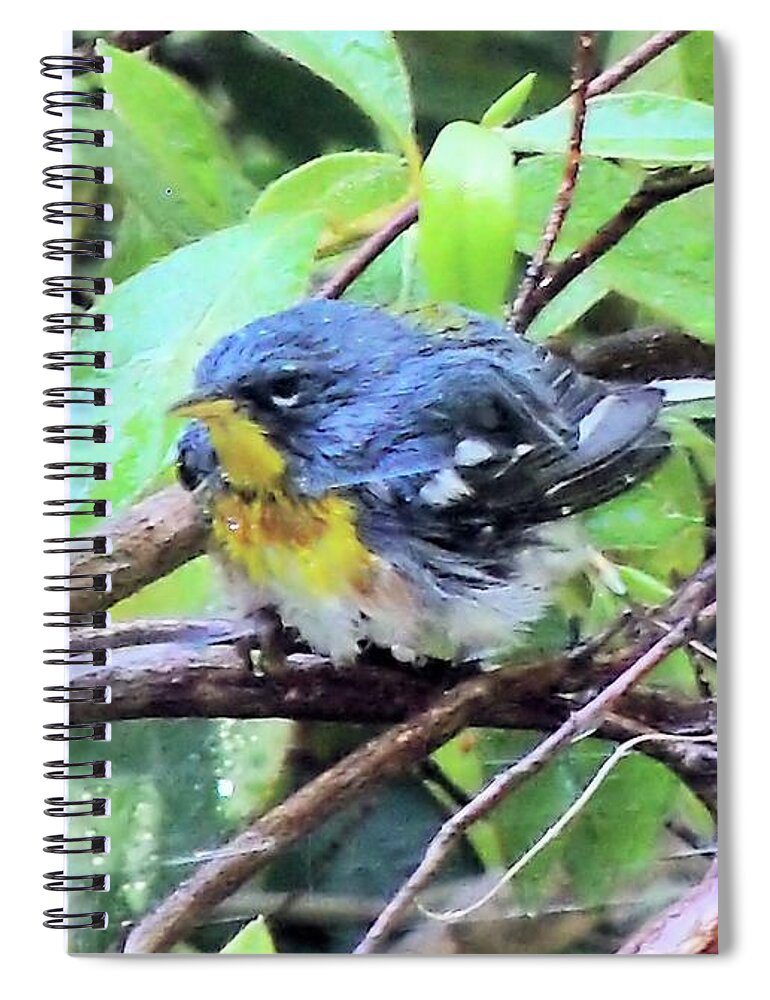 Birds Spiral Notebook featuring the photograph Northern Parula by Karen Stansberry