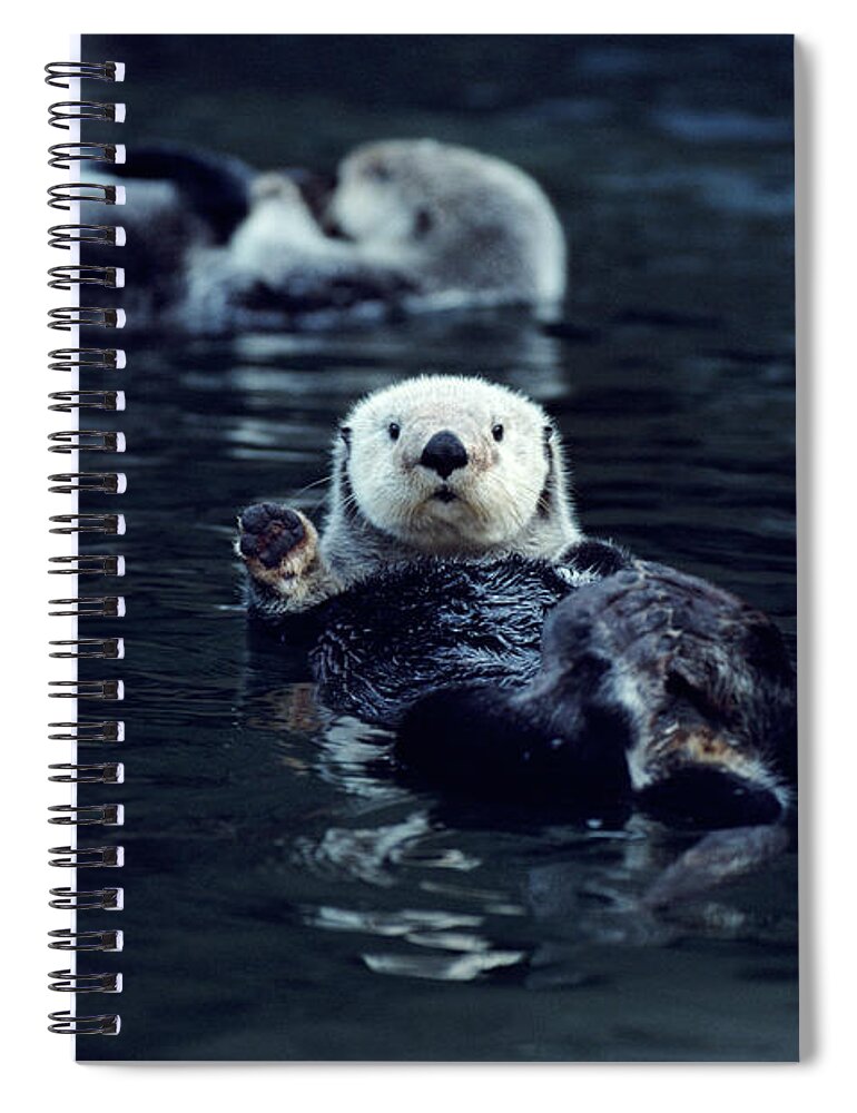 Paw Spiral Notebook featuring the photograph Northern Sea Otters Enhydra Lutris by Art Wolfe