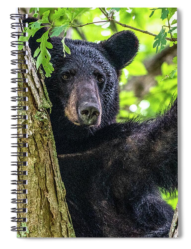 American Black Bear Spiral Notebook featuring the photograph Not All Bears Are Created Equal by Marcy Wielfaert