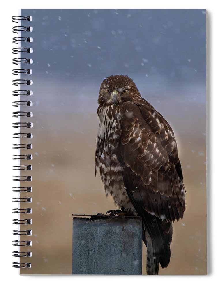 Hawk Spiral Notebook featuring the photograph Not Impressed by Randy Robbins