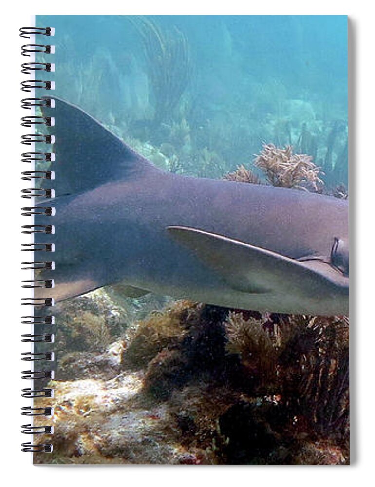 Underwater Spiral Notebook featuring the photograph Nurse Shark 27 by Daryl Duda