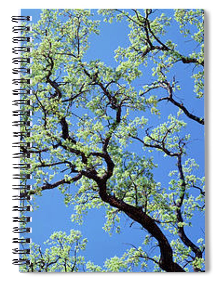 Photography Spiral Notebook featuring the photograph Oak Tree, California, Usa by Panoramic Images