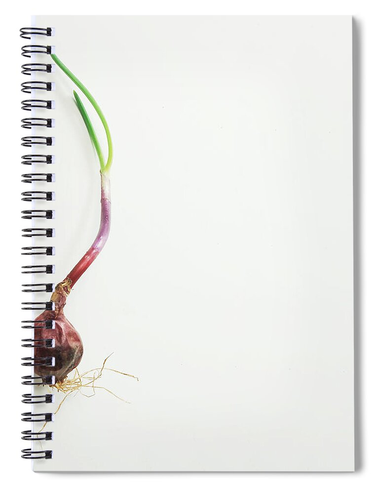White Background Spiral Notebook featuring the photograph Old Onion New Growth by Warren Photography