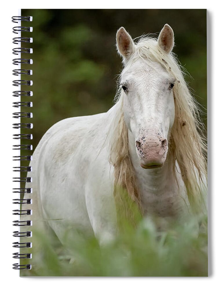 Wild Horse Spiral Notebook featuring the photograph Ombre by Holly Ross