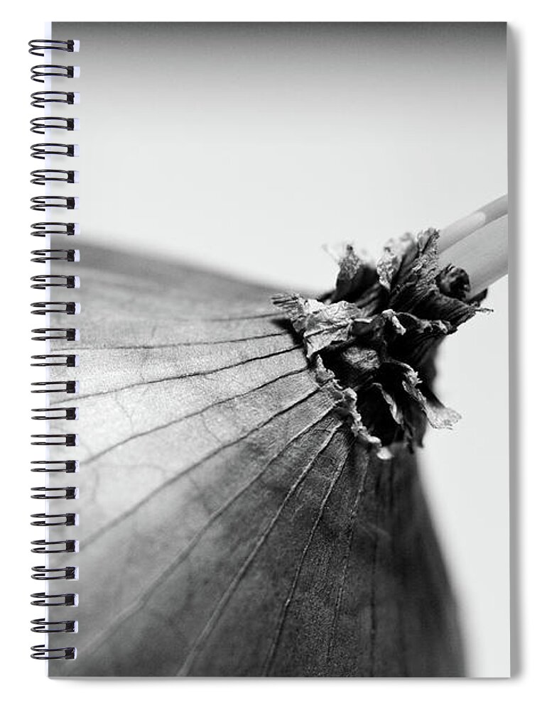 White Background Spiral Notebook featuring the photograph Onion Sprout by Universal Stopping Point Photography