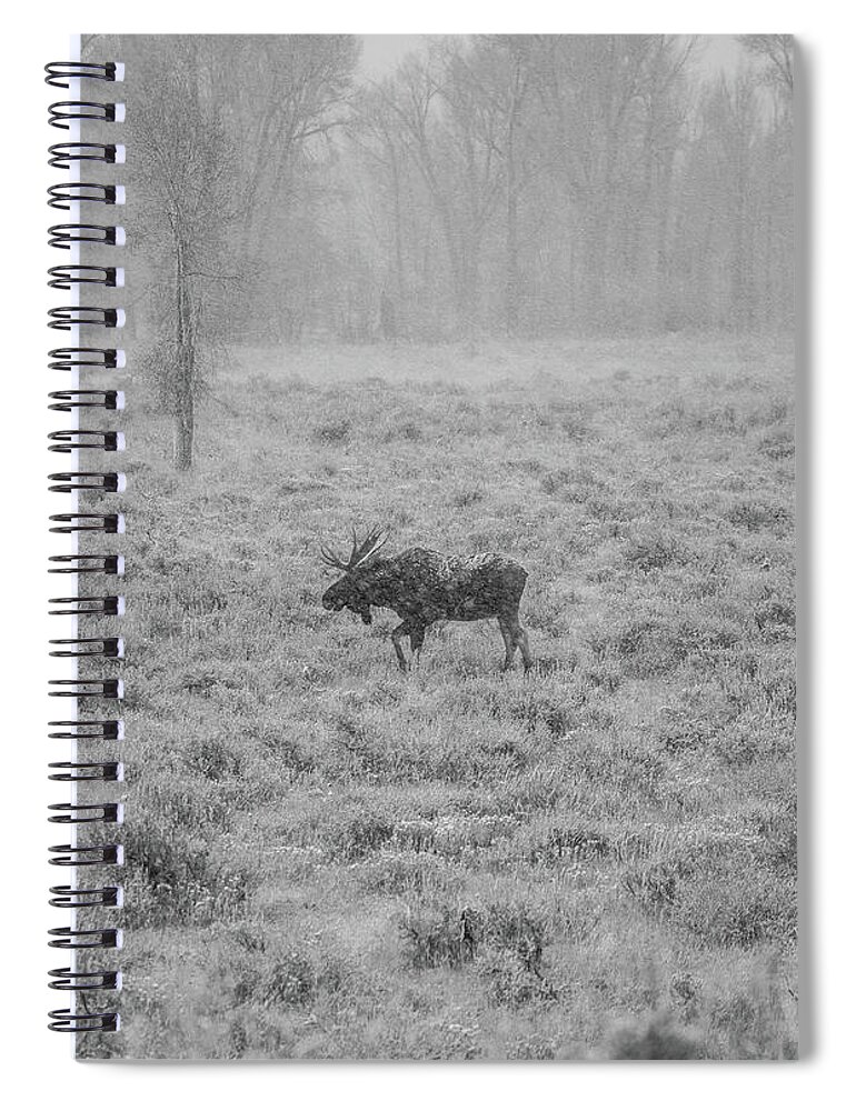 Moose Spiral Notebook featuring the photograph Onset by Kevin Dietrich