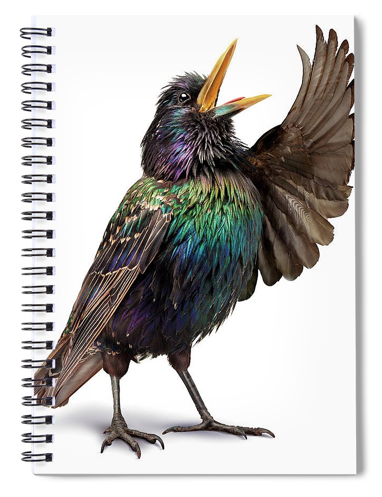 White Background Spiral Notebook featuring the photograph Opera_bird_04 by Holloway