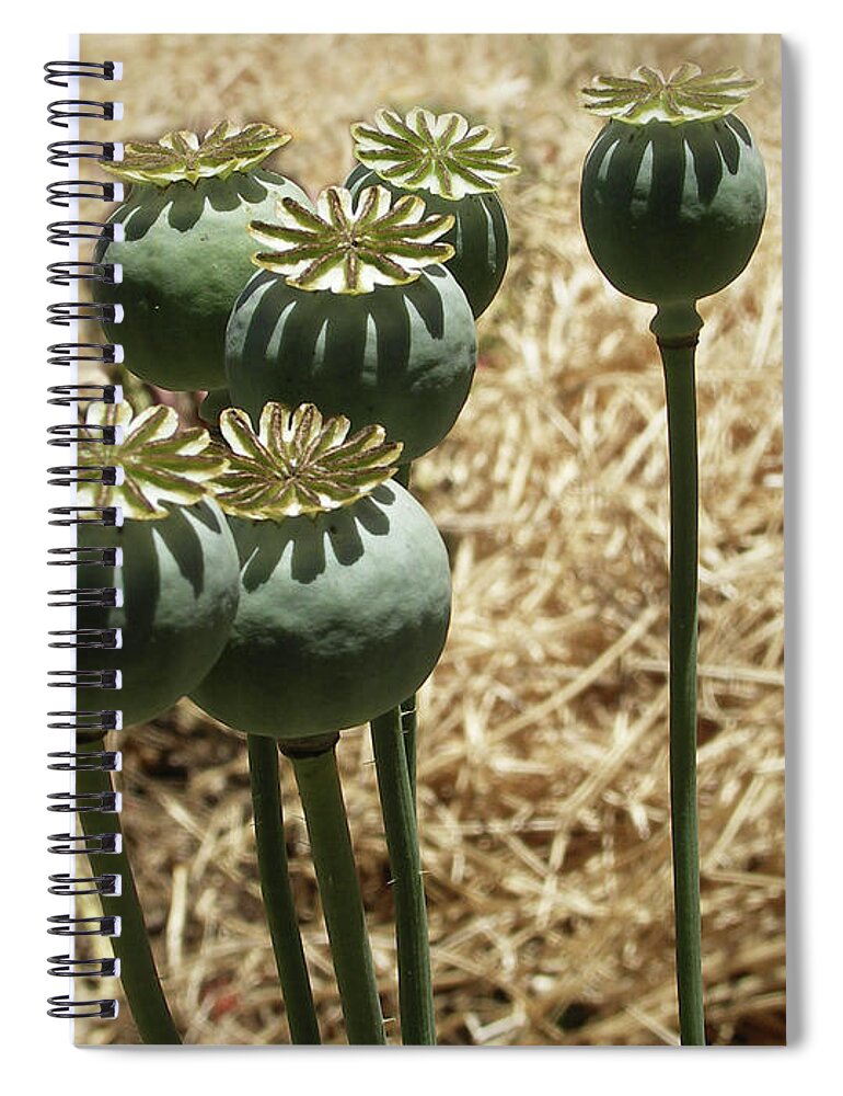Mendocino Spiral Notebook featuring the photograph Opium Poppy Pods by Mendocino Coast Films