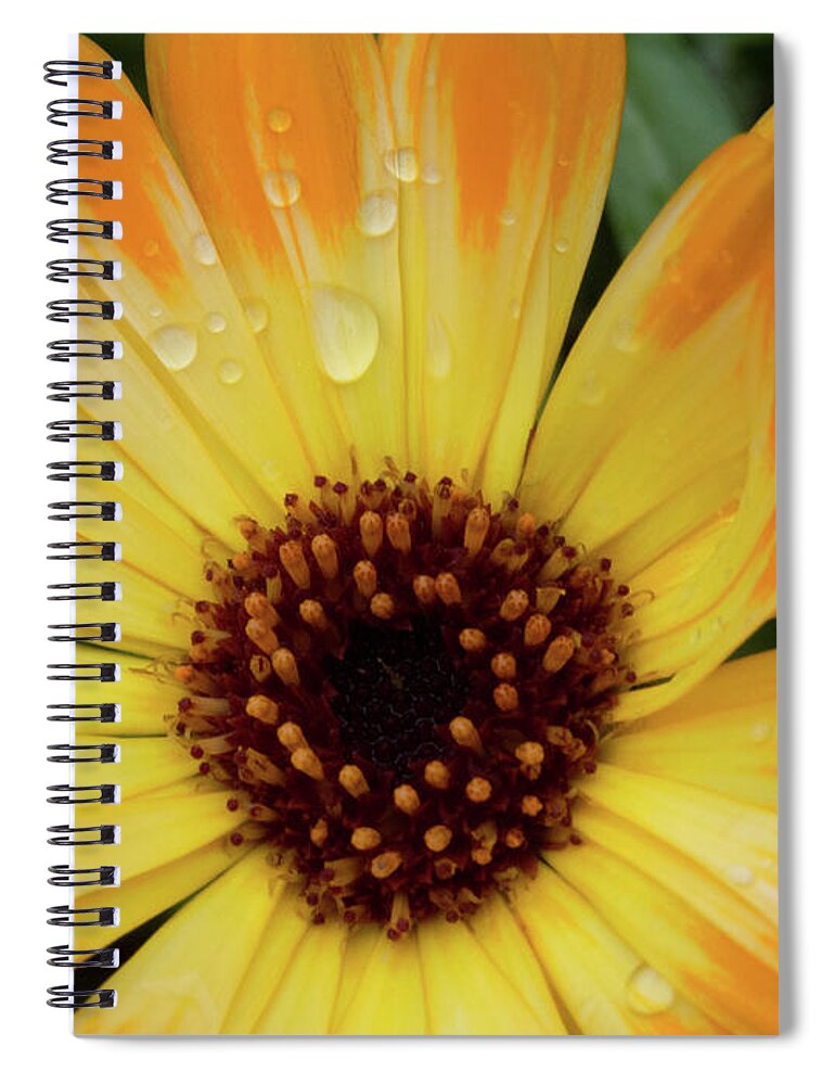 Flower Spiral Notebook featuring the photograph Orange and Yellow Daisy by Christy Garavetto