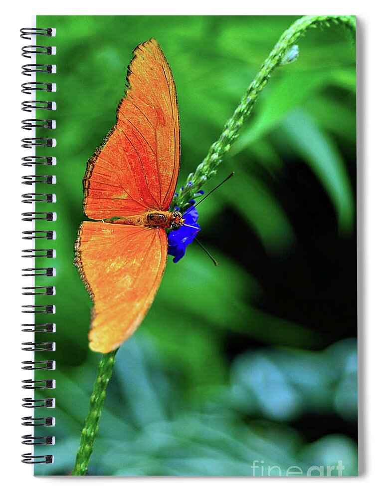 Butterfly Spiral Notebook featuring the photograph Orange Julia Butterfly by Elaine Manley