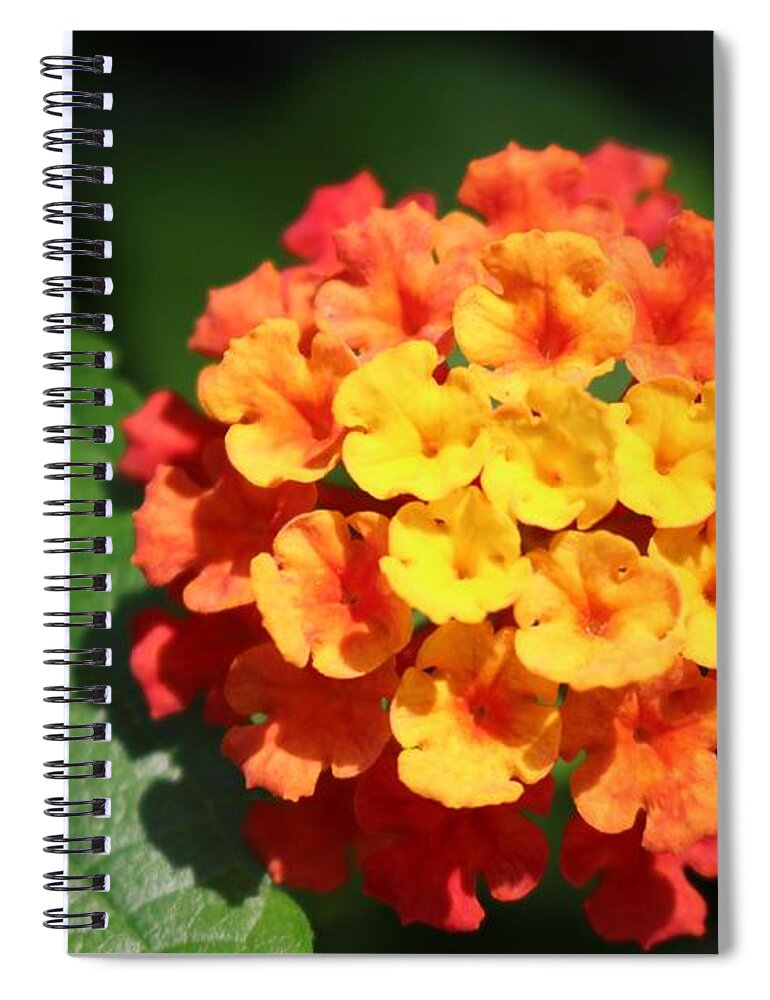 Flower Spiral Notebook featuring the photograph Orange Lantana by Christopher Lotito