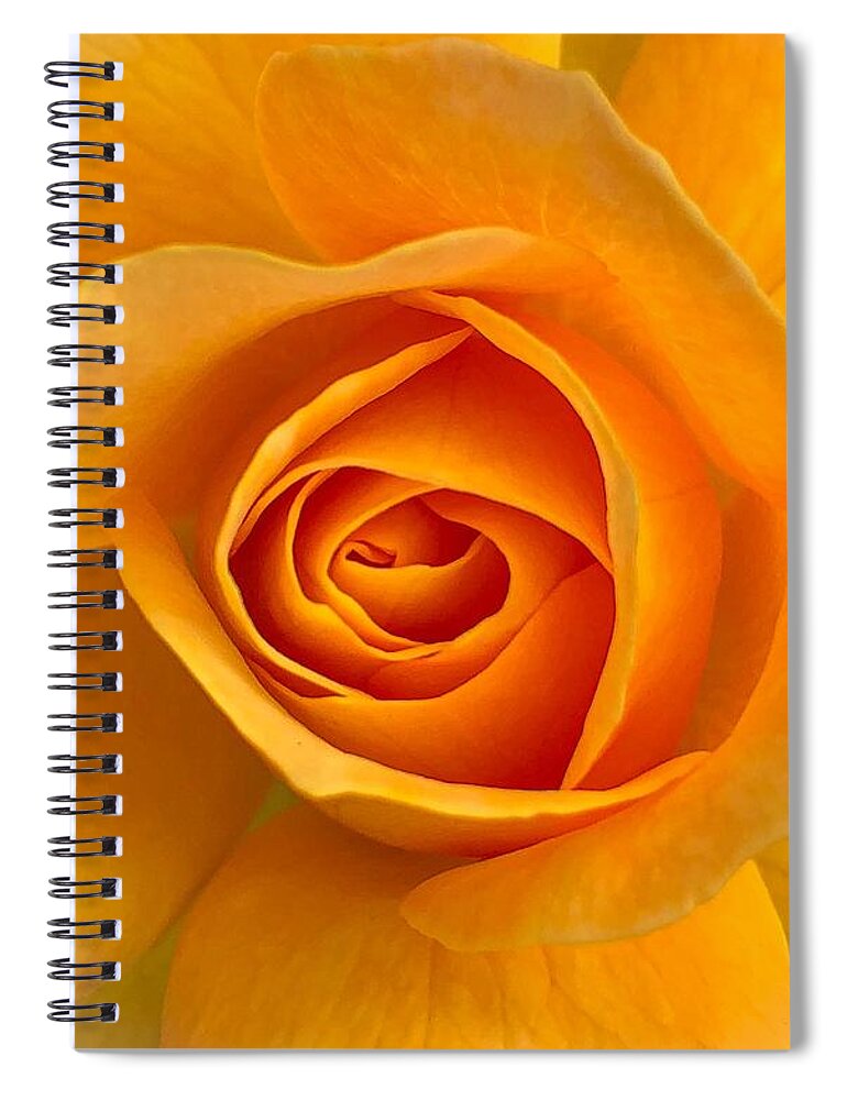 Flower Spiral Notebook featuring the photograph Orange Rose by Anamar Pictures