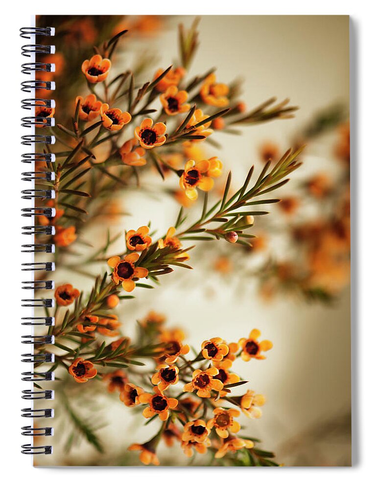 Rockville Spiral Notebook featuring the photograph Orange Waxflowers Chamaelaucium by Maria Mosolova