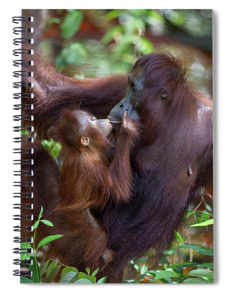 Suzi Eszterhas Spiral Notebook featuring the photograph Orangutan Baby Begging For Food by Suzi Eszterhas
