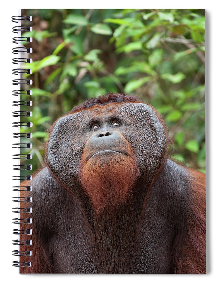 Suzi Eszterhas Spiral Notebook featuring the photograph Orangutan Looking Up To Canopy by Suzi Eszterhas