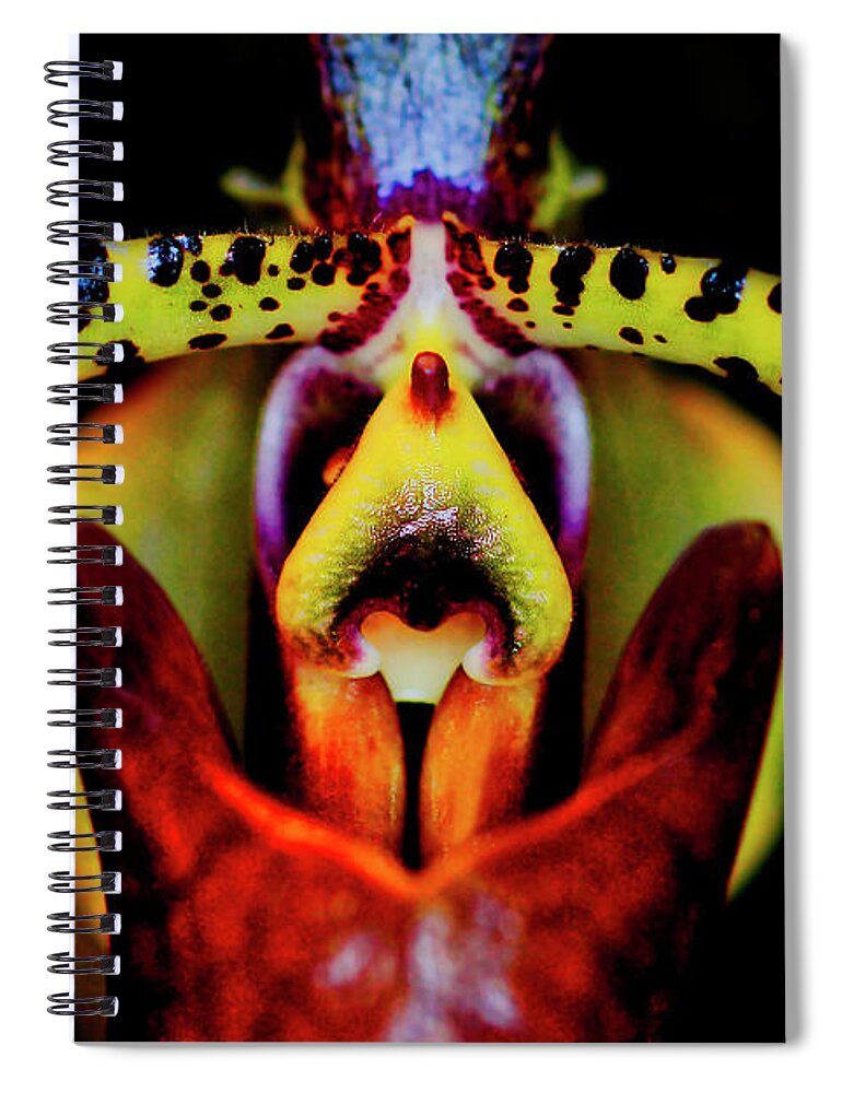 Orchid Spiral Notebook featuring the photograph Orchid Study Six by Meta Gatschenberger