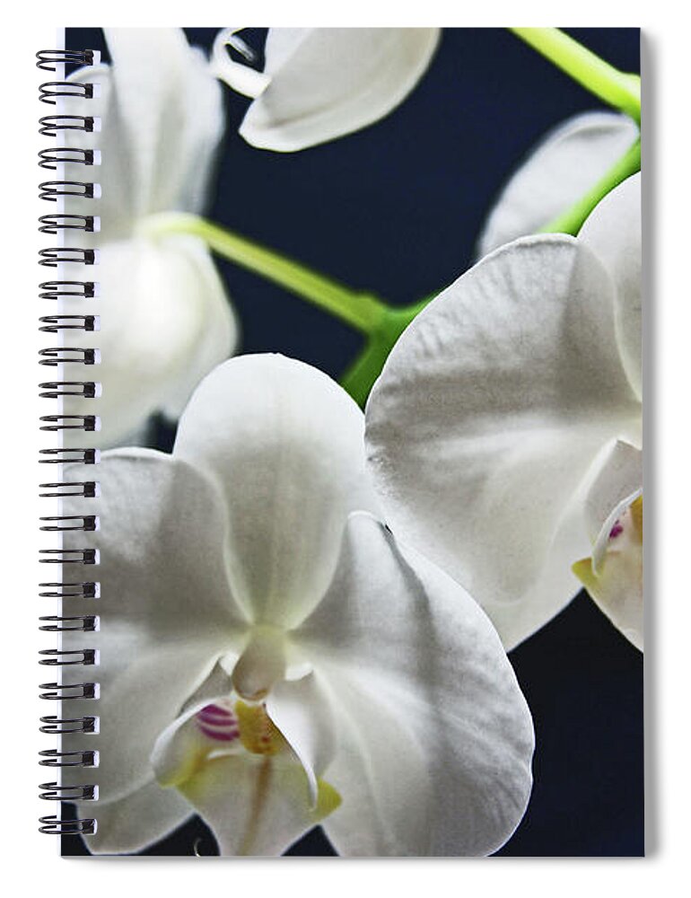 Orchids Spiral Notebook featuring the photograph Orchids by Lachlan Main