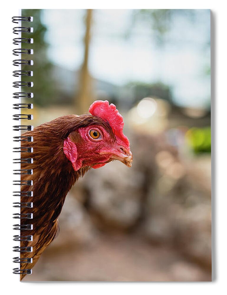 Animal Spiral Notebook featuring the photograph Organic chickens in their corral. by Joaquin Corbalan