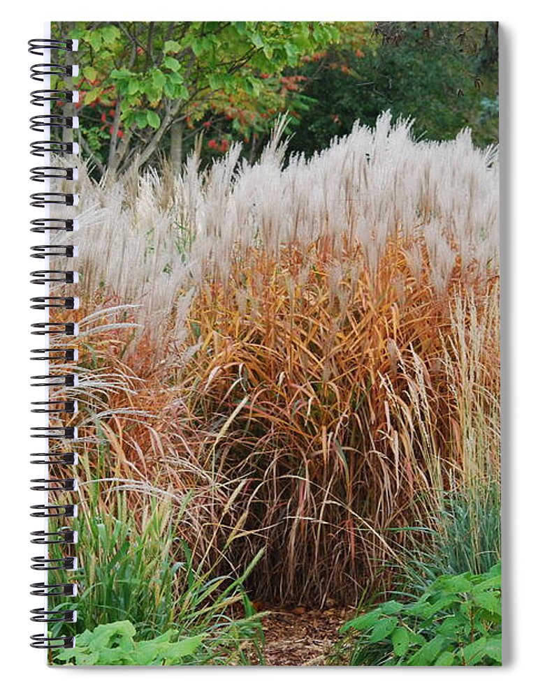 Ornamental Grasses Spiral Notebook featuring the photograph Ornamental Grass #1 by Ee Photography