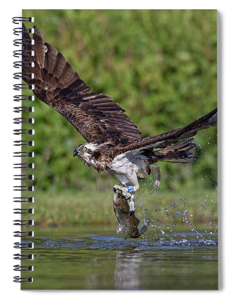 Osprey Spiral Notebook featuring the photograph Osprey Carrying Fish Away by Pete Walkden