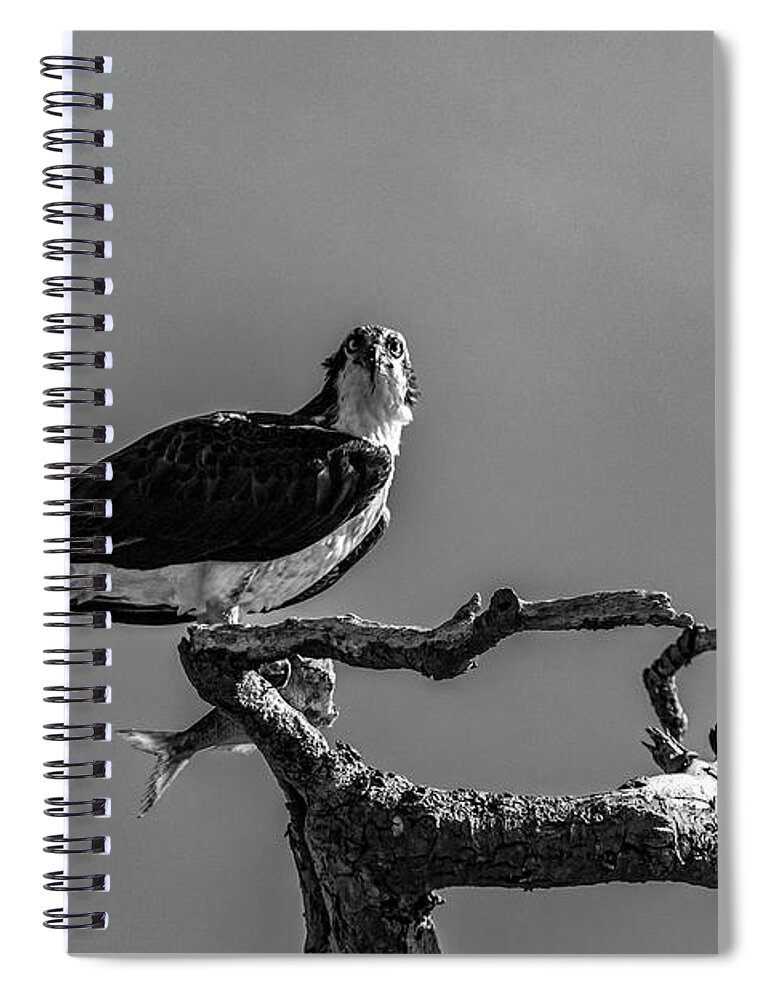 Raptor Spiral Notebook featuring the photograph Osprey With Lunch by Cathy Kovarik