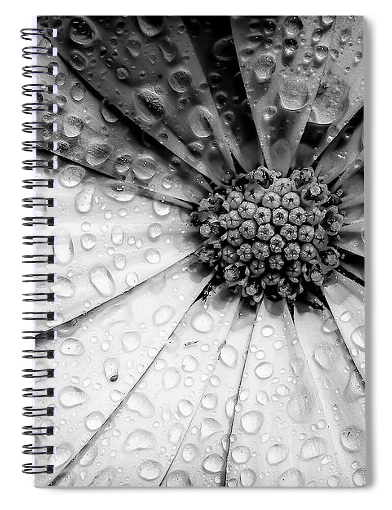 Garden Spiral Notebook featuring the photograph Osteospermum petals black and white with water by Simon Bratt