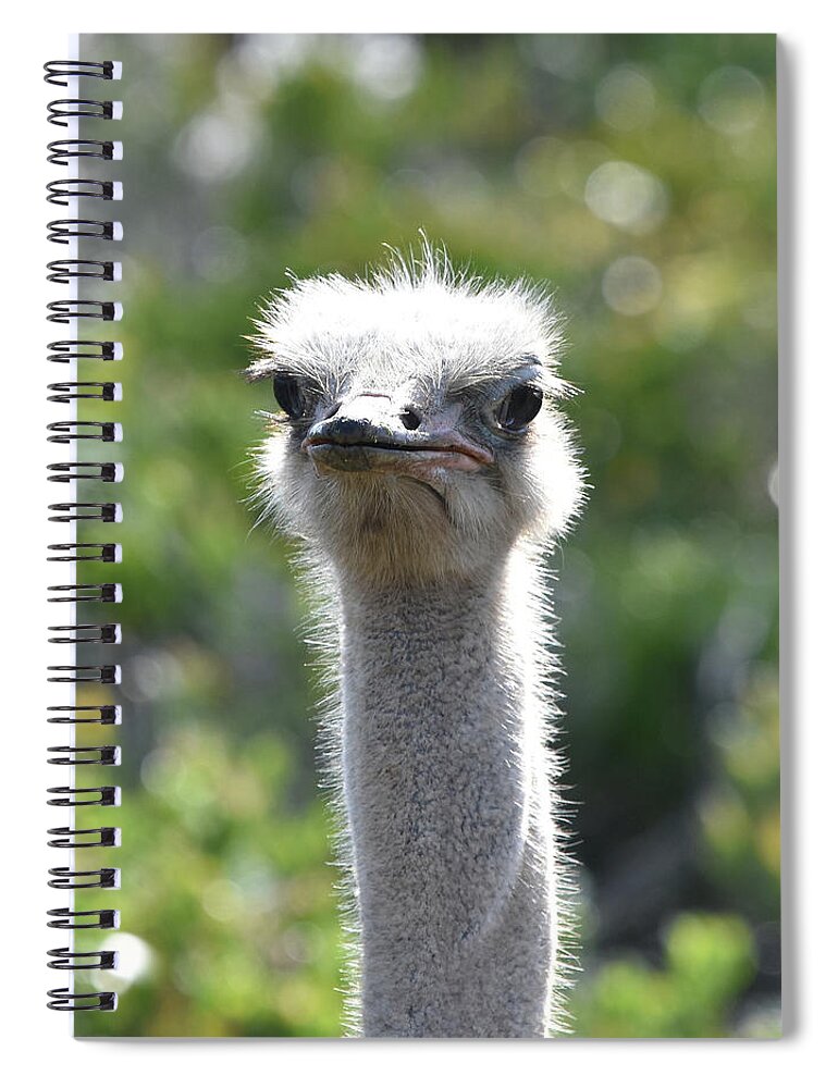 Ostrich Spiral Notebook featuring the photograph Ostrich Closeup by Ben Foster