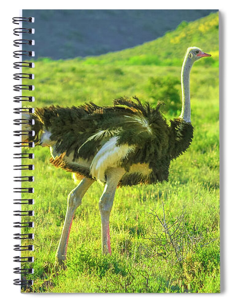 Ostrich Spiral Notebook featuring the photograph Ostrich on Karoo grass by Benny Marty