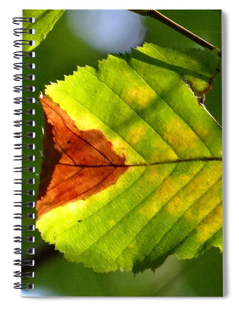 Leaf Spiral Notebook featuring the photograph Outstanding leaf by Karin Ravasio