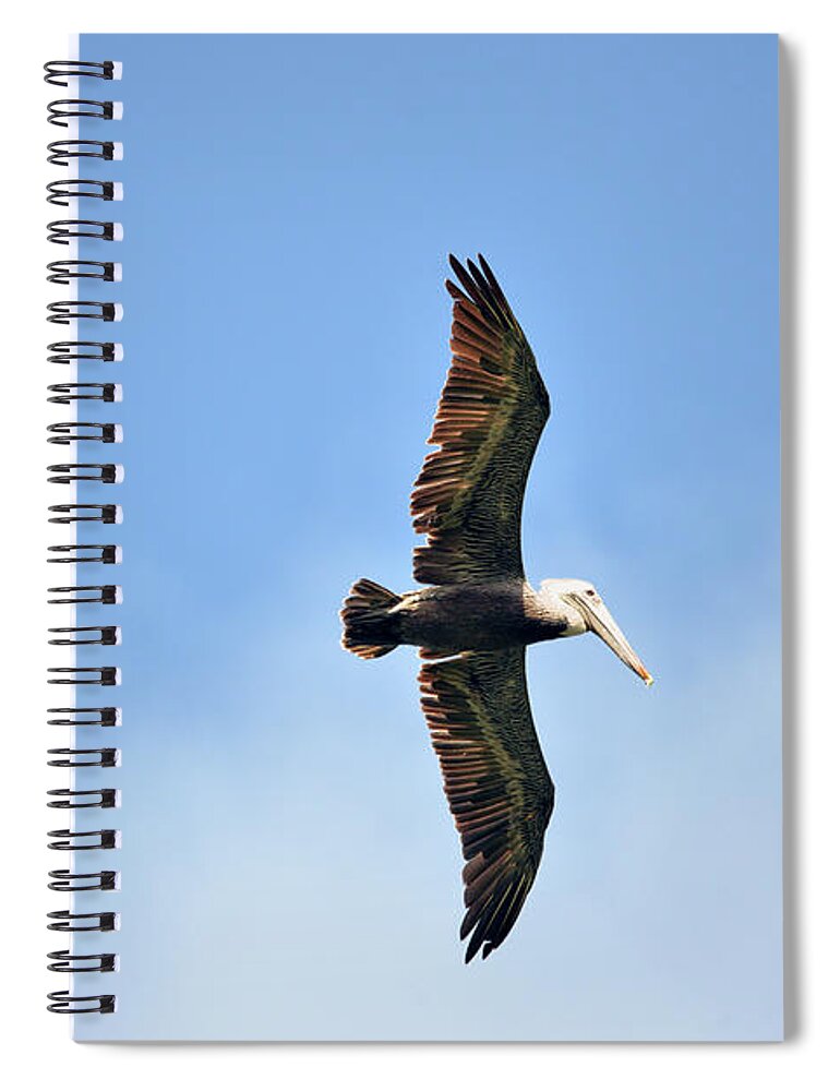 Brown Pelican Spiral Notebook featuring the photograph Overflight by Climate Change VI - Sales