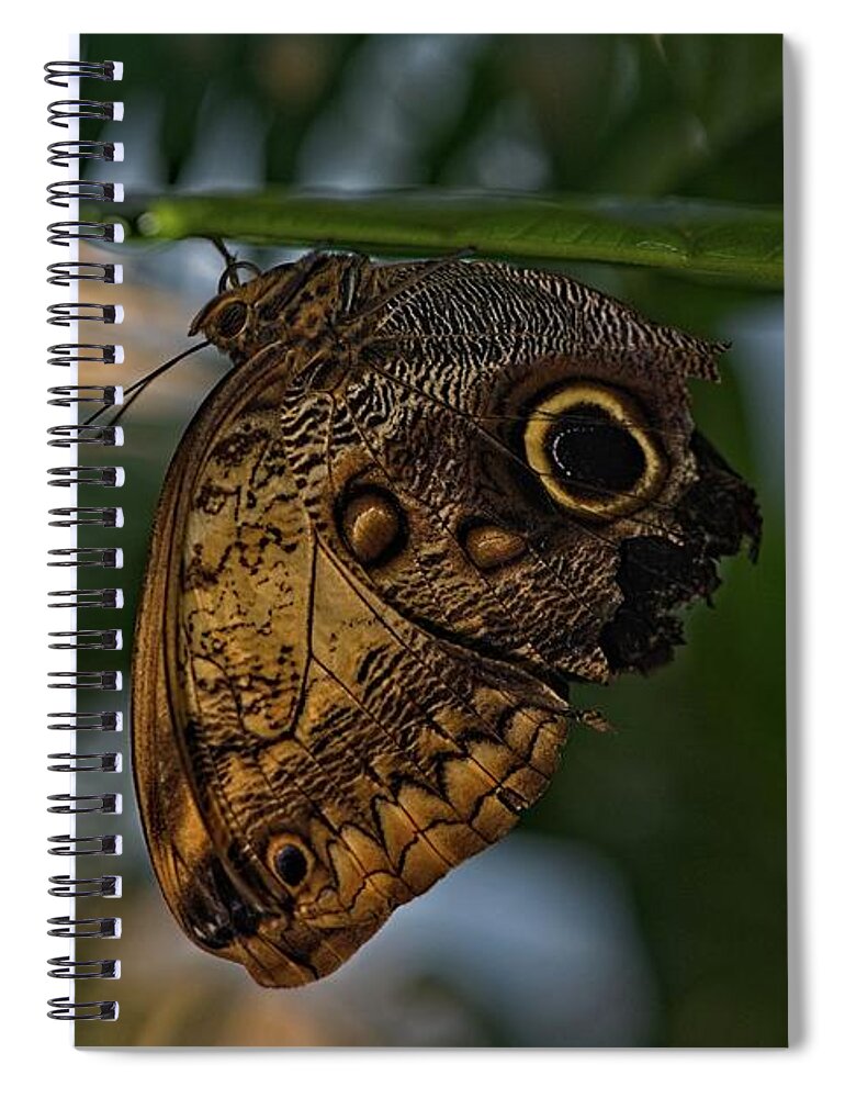 Butterfly Spiral Notebook featuring the photograph Owl Butterfly on a Leaf by Phillip Rubino