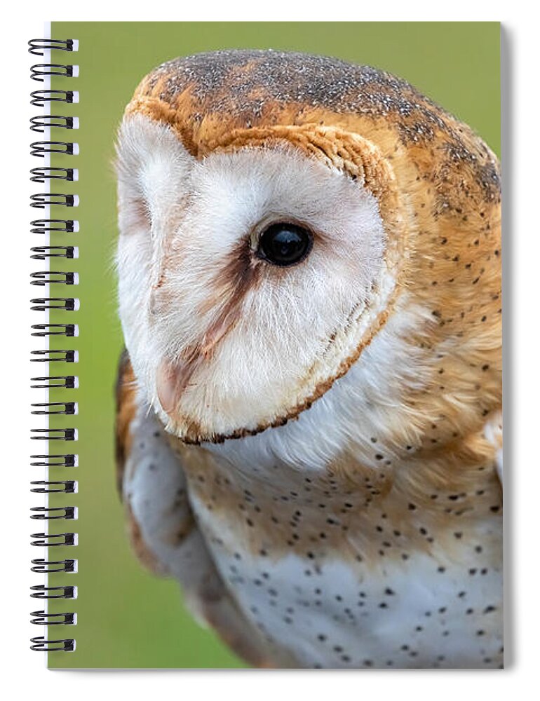 Photography Spiral Notebook featuring the photograph Common Barn Owl Portrait by Alma Danison